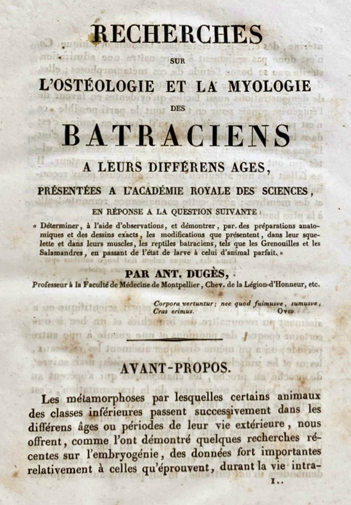Antoine-Louis Dugès 3 Duges Antoine Louis Grenouilles et batraciens