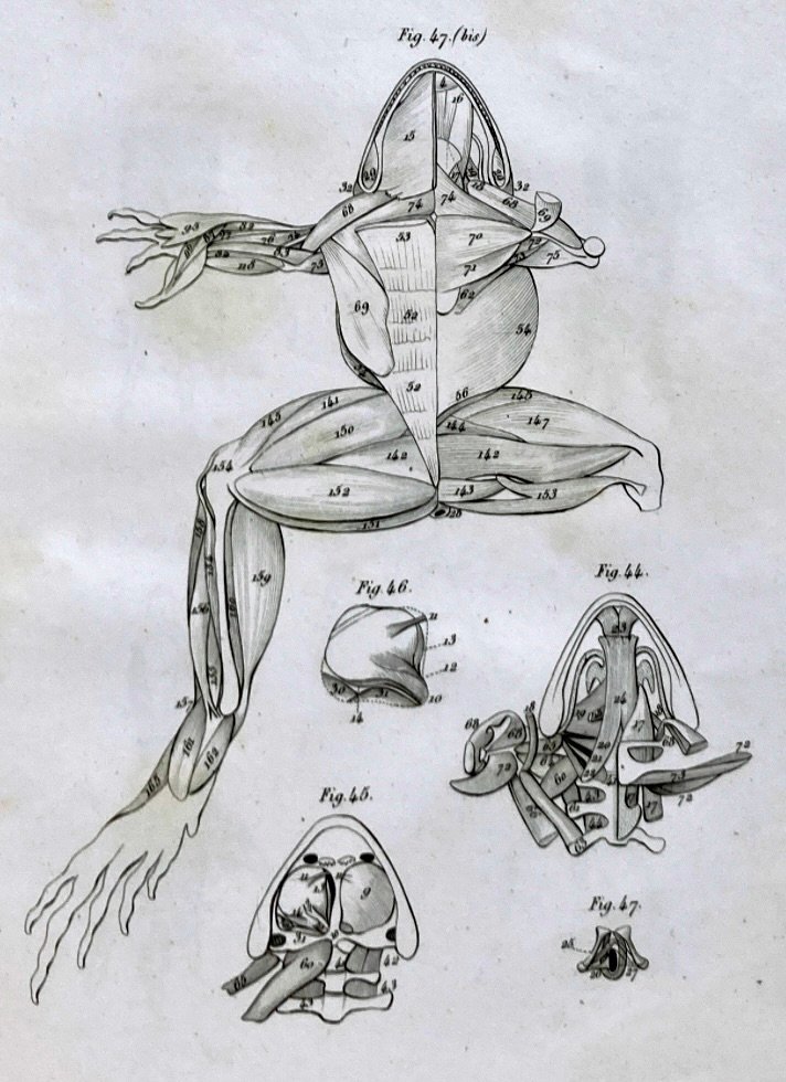 Antoine-Louis Dugès 4 Duges Antoine Louis Planches sur les grenouilles