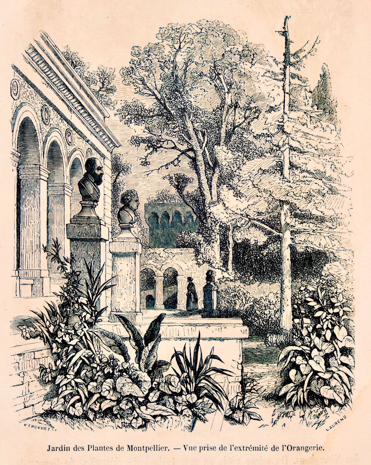 Le Jardin des Plantes de Montpellier 11 Le jardin des Plantes par Bonaventure Laurens