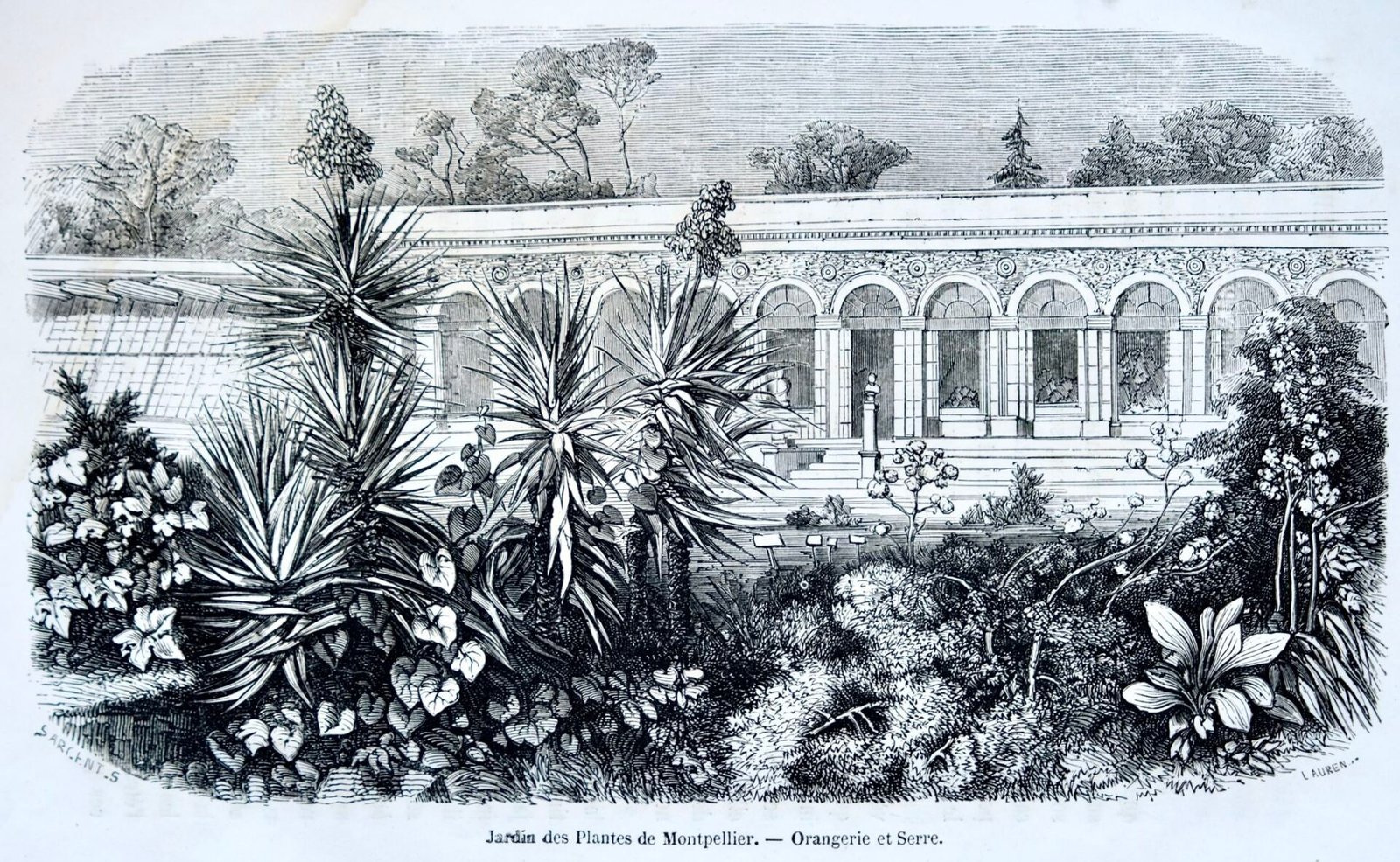 Le Jardin des Plantes de Montpellier 5 Lorangerie du Jardin des Plantes Dessin par Laurens