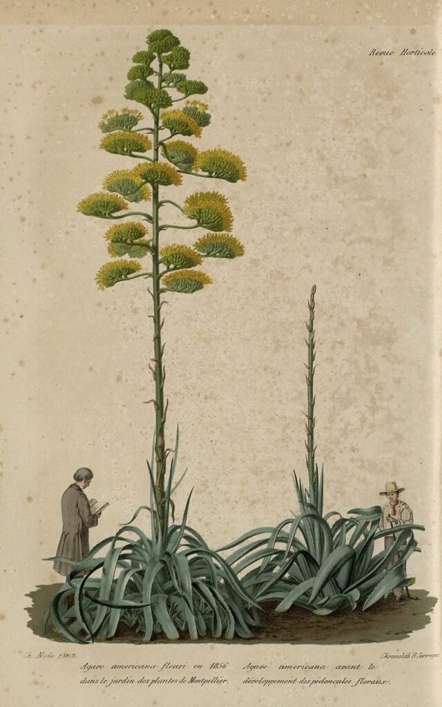 L'agave américain en fleurs