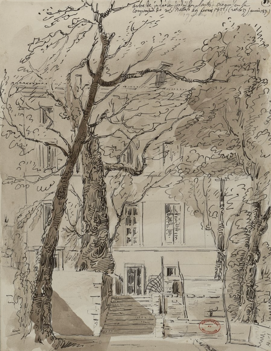 Le Jardin des Plantes de Montpellier 4 Montpellier Le Jardin des Plantes par Amelin 1822